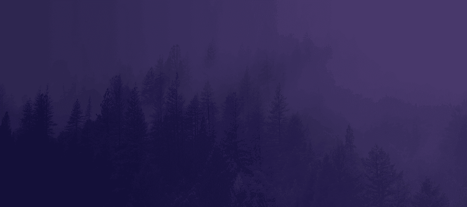 misty forest